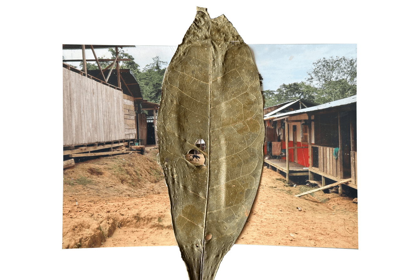 Rogelina Arce, in Puesto Indio, symbolically healed the photograph of the main street of the community with herbs. It was marked by a recent armed incursion.